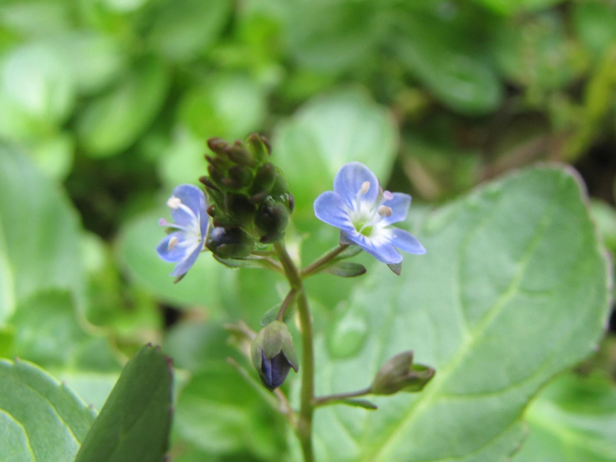 Veronica beccabunga